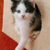 Katzenkind Luis