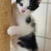 Katzenkind Luis