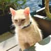 Menschenbezogene Katze Lily