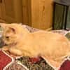 Menschenbezogene Katze Lily