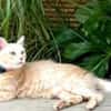 Menschenbezogene Katze Lily