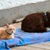 Menschenbezogene Katze Lily