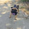 Rich sucht ein neues Zuhause