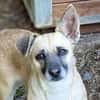 Kleine Hundedame REXINA