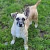 Kleine Hundedame REXINA