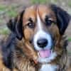 MISCHKA sucht Familie