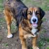 MISCHKA sucht Familie