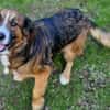 MISCHKA sucht Familie