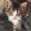 Katzenkind Kasimir