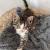 Katzenkind Kasimir