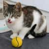 Katzenkind Joucy