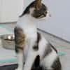 Katzenkind Joucy