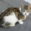 Katzenkind Joucy