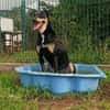 Amy ist ein Familienhund