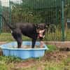 Amy ist ein Familienhund