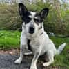Tommy- kleiner lieber Wirbelwind