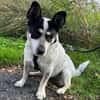 Tommy- kleiner lieber Wirbelwind