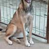 EMILIA - sucht Familienanschluss