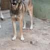 EMILIA - sucht Familienanschluss