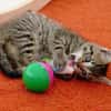 Katzenkind Lisbeth
