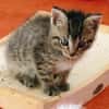 Katzenkind Lisbeth