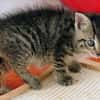 Katzenkind Lisbeth