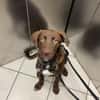 Theo sucht ein Zuhause