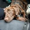 Theo sucht ein Zuhause