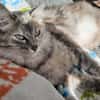 Verschmuste Iside sucht Traumzuhause