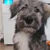 Knopfauge Cedric sucht dich!