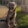 Knopfauge Cedric sucht dich!