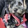 Yorki Baby Felix  in 34471 Volkmarsen