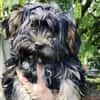 Yorki Baby Felix  in 34471 Volkmarsen