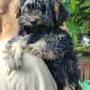 Yorki Baby Felix  in 34471 Volkmarsen