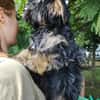 Yorki Baby Felix  in 34471 Volkmarsen