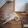 Cory, Foxterrier-Mix, sucht ein Zuhause