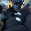 Fifi