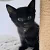 OLIVER