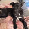 LUNITA (Rescate)