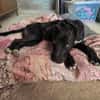 LUNITA (Rescate)
