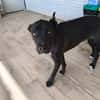 LUNITA (Rescate)
