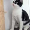 CHOUPETTE