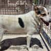 BALU', cerca casa