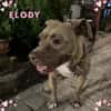 ELODY