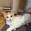 Emy