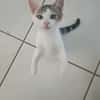 Loustic