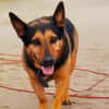 Tulma1 sucht ein Zuhause/Pflegestelle