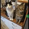 Lilly & Frankie Verschmustes Dreamteam