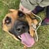 Unsere Lucy sucht ihr eigenes Zuhause