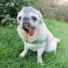 Kiba - Mops-Omi